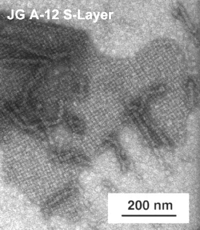 TEM Aufnahme eines S-Layers von JG-A12