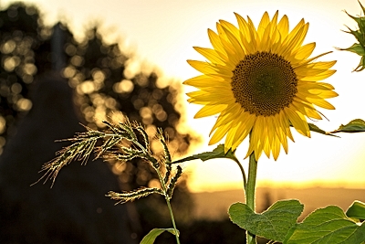 Foto: Sonnenblume ©Copyright: Mircea Plosca auf Pixabay