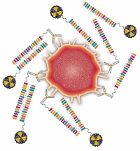 Dem Tumor auf der Spur: Die PNA-Antikörper stöbern zunächst die erkrankten Zellen (rot) auf und reichern sich im Tumor an. Im Anschluss binden radioaktiv markierte Sonden (blau) selektiv vor Ort über spezifische Basenpaarungen an die PNA-Antikörper. Mit Hilfe moderner Bildgebungsverfahren können die Forscher den Tumor so visualisieren.