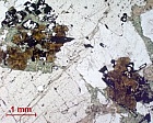 Foto: Mikroskopische Aufnahme eines Komplexerzes. Es besteht aus Wertmineralen wie Sulfiden (schwarz), Kassiterit (braun) oder Fluorit (beige), die die wirtschaftlich relevanten Elementen Indium, Kupfer, Eisen, Zinn oder Fluor enthalten können. (Ref) ©Copyright: HZDR
