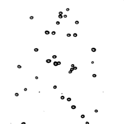 animated GIF showing the analysis of bubble trajectories
