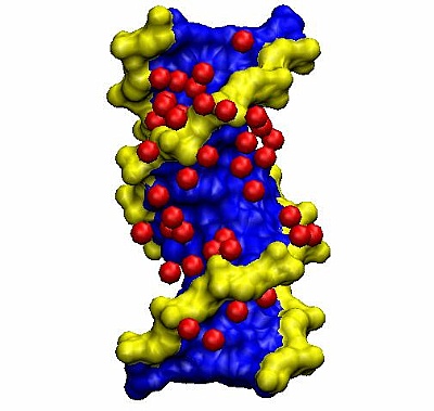 Wassermoleküle prägen die Struktur der Erbsubstanz DNA