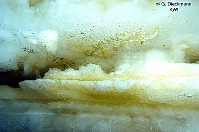Algae in sea ice 