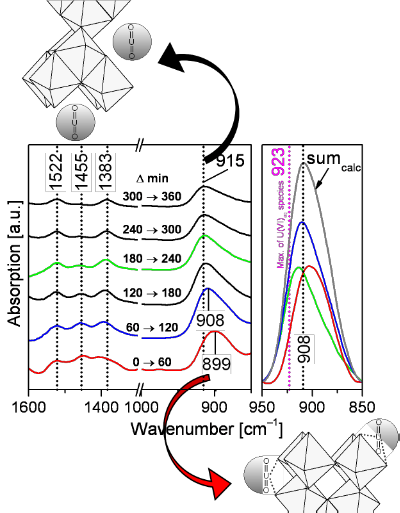 U(VI) sorption on TiO2 investigated by time-resolved IR spectroscopy ([U(VI)]init = 20 µM, pH 5).
