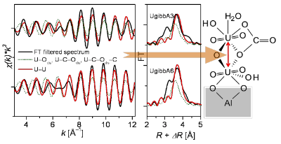 FT filtered peak from EXAFS spectra of the U(VI)-gibbsite sorption system fitted with single an multiple scattering paths.