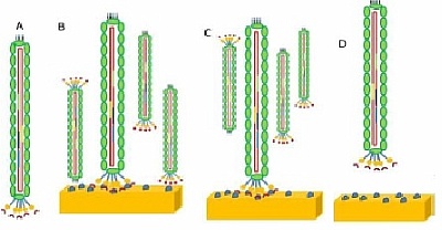 Prinzip des Phage Display zur Identifizierung von anorganischen Bindepeptiden. A) Die Peptidbibliothek (2.7x109 verschiendene Peptidsequenzen). B) Bindung von Phagen-expremierter Peptidbibliothek an anorganische Partikel. C) Nicht-bindende und schwach interagierende Phagen werden entfernt. D) Stark gebundene Phagen werden eluiert mittels chemischer oder mechanischer Elution.