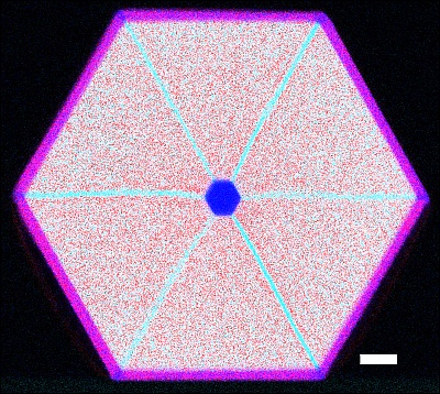 GaAs-Nanodraht mit Hülle aus Indium-Aluminiumarsenid, Röntgen-Querschnitt ©Copyright: HZDR/R.Hübner