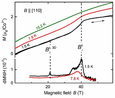 Measurement example: Magnetization M and its field derivative dM/dH of an Ising-like spin-1=2 antiferromagnetic chain system BaCo2V2O8 as function of magnetic field. ©Copyright: Dr. Scurschii, Iurii
