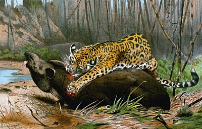 Jaguar ©Copyright: Wilhelm Kuhnert / Public Domain
