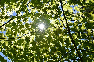 Summer of Science - Geheimnis der Photosynthese ©Copyright: Pixabay