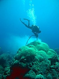 Beprobung von Korallen ©U.S. Geological Survey