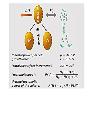 Foto: metabolic heat production during bacterial growth ©Copyright: Prof. Dr. Karim Fahmy