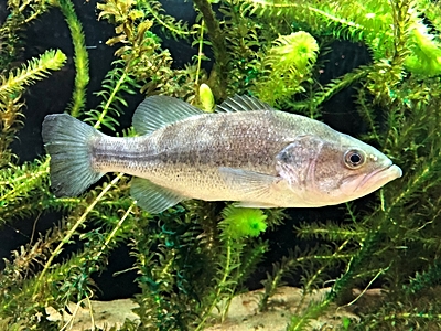 Foto: Der Schwarzbarsch (Micropterus Salmoides), ein Fisch, der im Osten der Vereinigten Staaten heimisch ist, aber im westlichen Teil der USA sowie in vielen Ländern der Welt als invasiv gilt. ©Copyright: Totti; CC-BY-SA-4.0