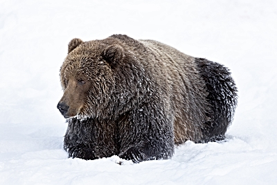 Foto: A female Kodiak brown bear in the winter snow. ©Copyright: Lisa Hupp/USFWS; public domain