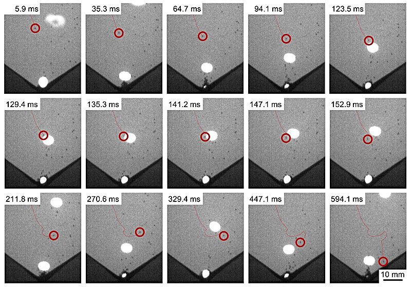Foto: Fig. 2: X-ray image sequence of spherical lead-tin alloy particles (d = 0.76 mm) and argon bubbles in the liquid gallium-indium-tin alloy of 3 mm thickness along the X-ray beam direction. The X-ray images are superimposed with the previous motion path and the current position of one individual particle that approaches and collides with a bubble, but does not attach to the bubble surface as the particle surface is well wetted by the liquid metal. ©Copyright: Dr. Tobias Lappan