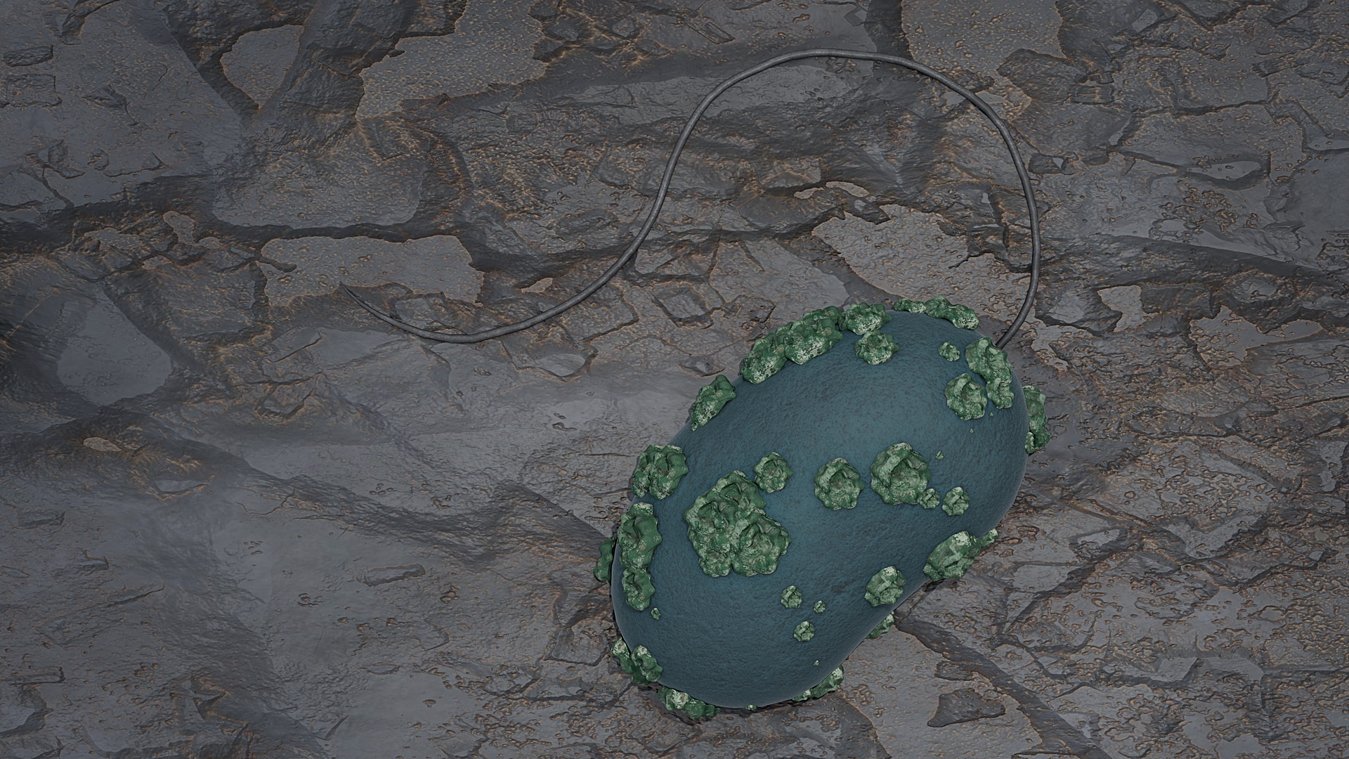 Foto: Abbildung einer Desulfosporosinus-Zelle mit immobilisiertem Uran auf der Oberfläche ©Copyright: B. Schröder / HZDR