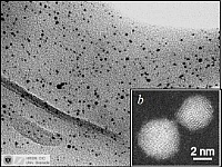 Ein Einzeller macht es möglich: Ganz von selbst ordnen sich auf den Hüllproteinen von Sulfolobus acidocaldarius Goldatome zu magnetischen Nano-Clustern an.
