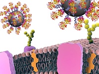 Nanoparticle in Biological Systems
