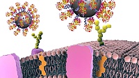 Mit Hilfe von Proteinen können Nanopartikel so funktionalisiert werden, dass sie sich spezifisch an bestimmte Krebszellen binden. Dadurch wird es möglich, Tumore aufzuspüren.