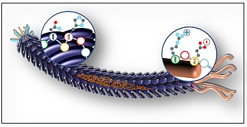 Phagenpartikel als Werkzeug für die Identifizierung von metallspezifischen Peptiden