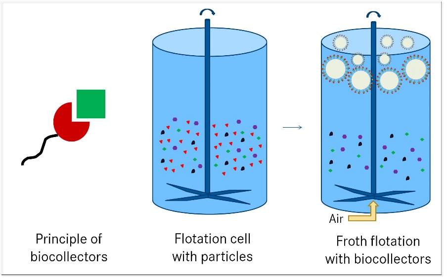 Prinzip der Bioflotation mit Biokollektoren