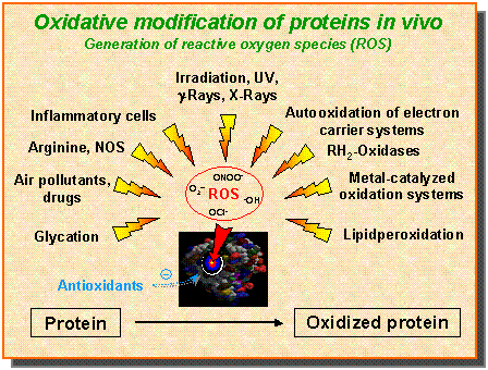 Oxidative modification of proteins in vivo