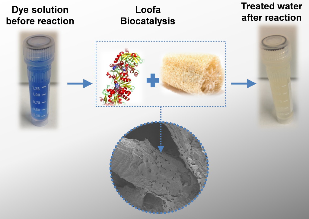 Successful removal of dye by loofa enzyme biocatalysis