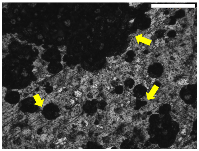Lichtmikroskopische Aufnahme der polierten Oberfläche eines Gusseisen-Plättchens nach 4 Monaten Inkubation