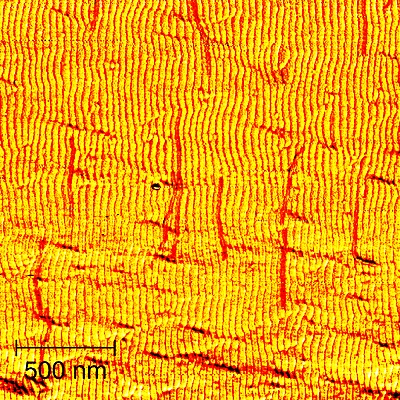Es sieht aus wie eine Dünenlandschaft – ist aber kleiner als ein Sandkorn. Auf der nanostrukturierten Siliziumoberfläche richten sich DNA-Nanoröhrchen (rot hervorgehoben) dank elektrostatischer Wechselwirkungen mit der Oberfläche an den vorgegebenen Mustern aus.