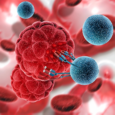 Über sogenannte bispezifische Antikörper stellen Krebsforscher des HZDR eine Verbindung zwischen Tumor- (rot) und Immunzellen (blau) her. Dieser Ansatz könnte sich auch auf die Erkennung und Zerstörung von Corona-Viren übertragen lassen.