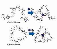 Komplexierung von Gallium-III-Ionen mit den Siderophoren DFOB (a) und DFOE (b) ©Copyright: Dr. Jain, Rohan