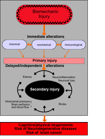TBI: Basic pathophysiological processes